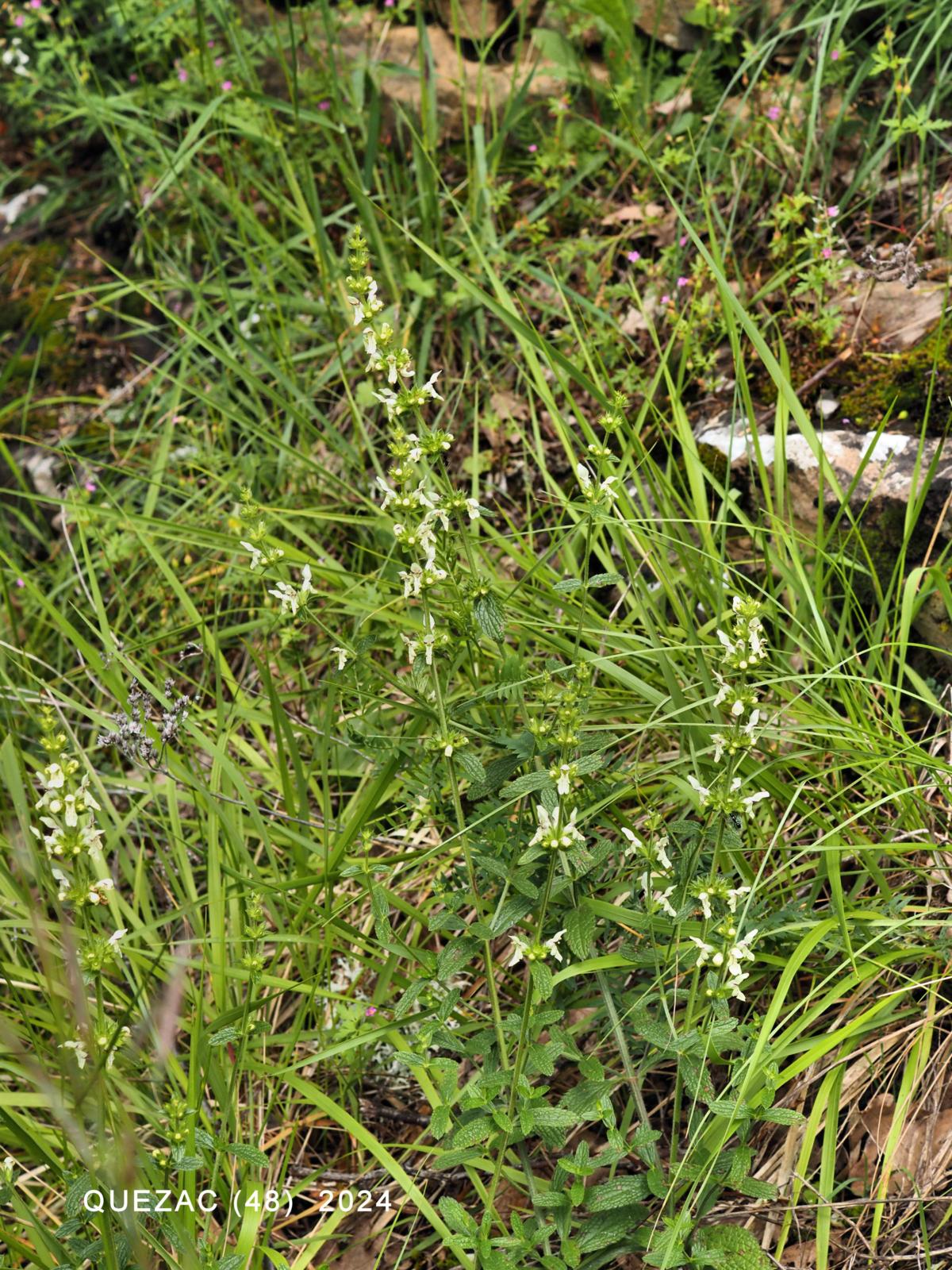 Woundwort, Yellow plant